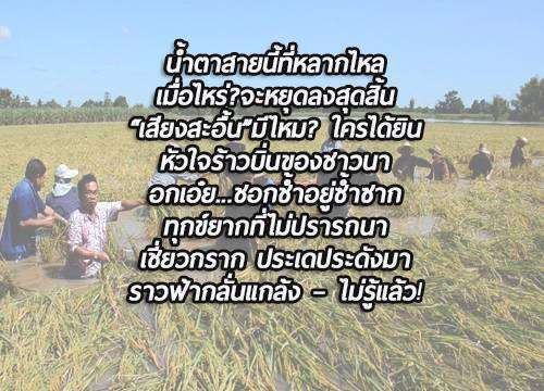 ชาวนาอุดรปาดน้ำตา! น้ำป่าทะลักท่วมทุ่งข้าวสุกเหลืองรอเก็บเกี่ยว