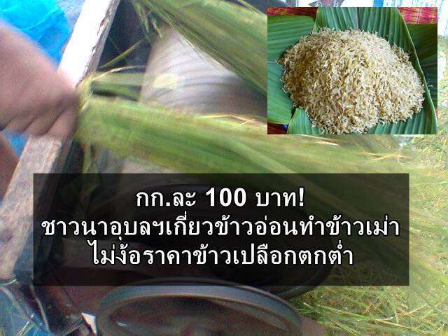 กก.ละ 100 บาท! ชาวนาอุบลฯเกี่ยวข้าวอ่อนทำข้าวเม่า ไม่ง้อราคาข้าวเปลือกตกต่ำ
