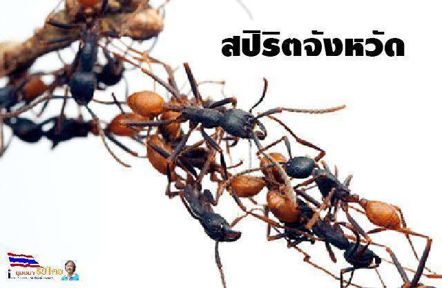 สปิริตจังหวัด