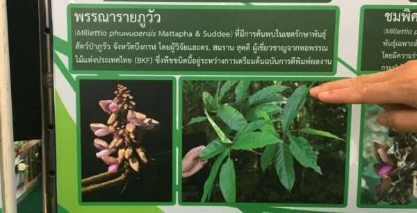 มรภ.อุดรฯพบถั่วพันธุ์ใหม่ของโลกที่ป่าภูวัว