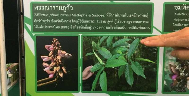 มรภ.อุดรฯพบถั่วพันธุ์ใหม่ของโลกที่ป่าภูวัว