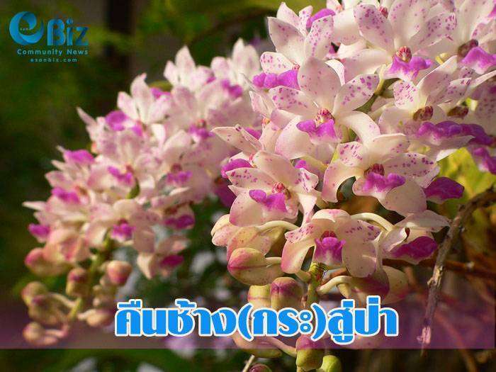 คืนช้าง(กระ)สู่ป่ามัญจาคีรี