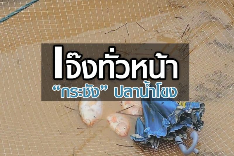 เจ๊งทั่วหน้ากระชังปลาน้ำโขง หนองคายวิกฤตระดับน้ำผันผวน