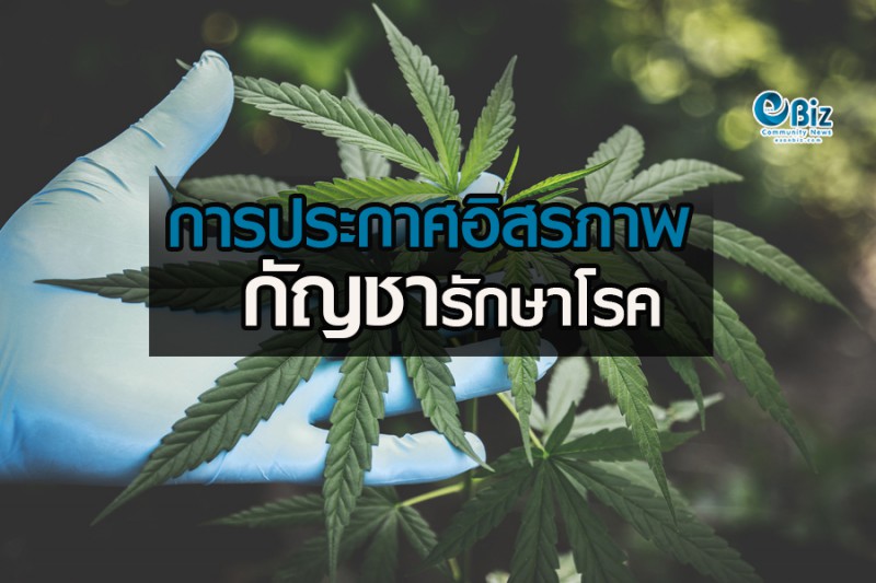 การประกาศอิสรภาพกัญชา  รักษาโรค