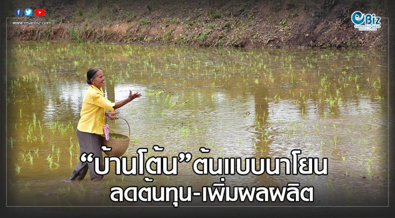 บ้านโต้น “ต้นแบบนาโยน” ลดต้นทุนเพิ่มผลผลิต