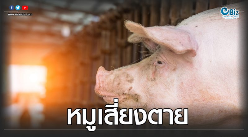 อุดรฯเตรียมพร้อม รับมือ“อหิวาต์แอฟริกาในสุกร”