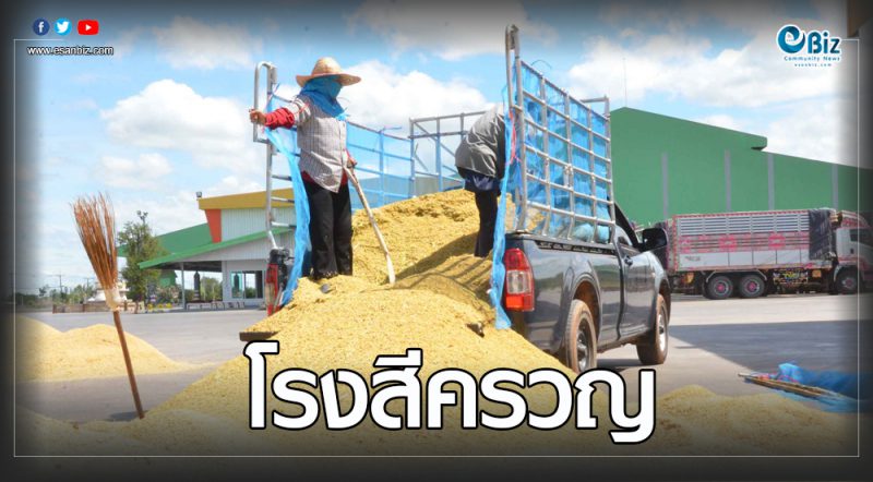 แล้ง-ลดพื้นที่ปลูกเหตุข้าวเหนียวแพง