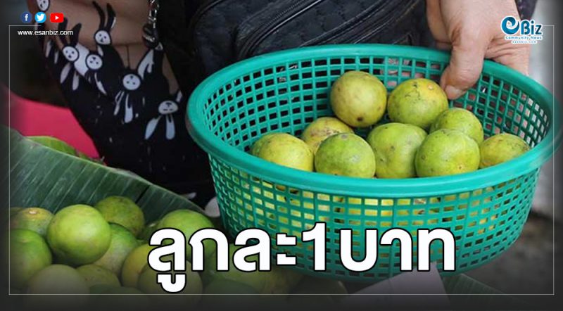 มะนาวถูกเหลือลูกละ1บาท