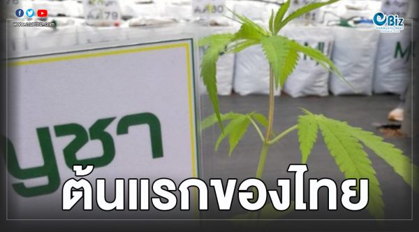 อนุญาตปลูกกัญชา “อิสระ ๐๑” ค่า CBD สูง