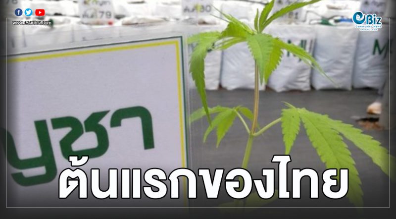 อนุญาตปลูกกัญชา “อิสระ ๐๑” ค่า CBD สูง