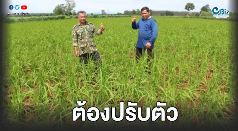 ชาวไร่มันโคราชฯ หันมาปลูกข้าวไร่ เชื่อปีหน้ามีข้าวกินส่งขายก็ราคาดี