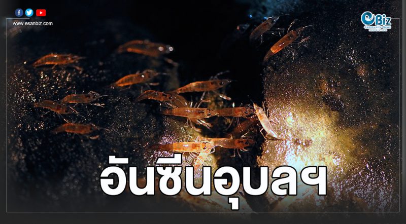 “กุ้งเดินขบวน” อันซีนมหัศจรรย์ธรรมชาติ