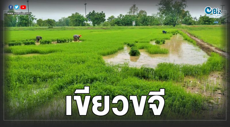 “โพดุล”ช่วยชาวนา