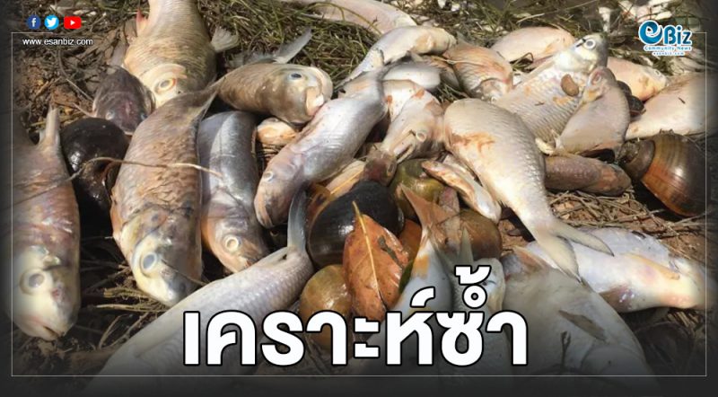 ชาวบ้านแห่เก็บปลาตายหมักปลาร้า หลังน้ำท่วมข้าวตาย