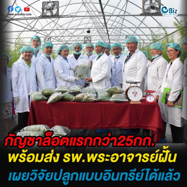 กัญชาล็อตแรกกว่า 25 กก.พร้อมส่ง รพ.พระอาจารย์ฝั้น เผยวิจัยปลูกแบบอินทรีย์ได้แล้ว