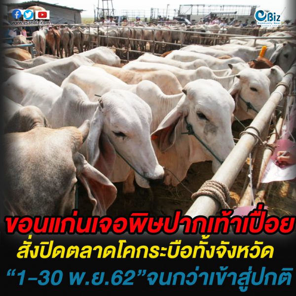 ขอนแก่นเจอพิษปากเท้าเปื่อย สั่งปิดตลาดโคกระบือทั้งจังหวัด “1-30 พ.ย.62”จนกว่าเข้าสู่ปกติ ขอนแก่นเจอพิษปากเท้าเปื่อย สั่งปิดตลาดโคกระบือทั้งจังหวัด “1-30 พ.ย.62”จนกว่าเข้าสู่ปกติ