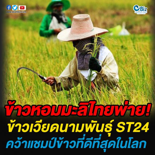 ข้าวหอมมะลิไทยพ่ายข้าวเวียดนาม พันธุ์ ST24 เสียแชมป์ข้าวที่ดีที่สุดในโลก 2 ปีซ้อน ข้าวหอมมะลิไทยพ่ายข้าวเวียดนาม พันธุ์ ST24 เสียแชมป์ข้าวที่ดีที่สุดในโลก 2 ปีซ้อน