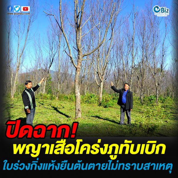 ปิดฉาก!พญาเสือโคร่งภูทับเบิก ใบร่วงกิ่งแห้งยืนต้นตายไม่ทราบสาเหตุ