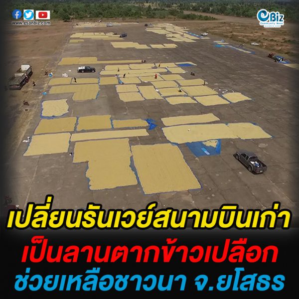 เปลี่ยนรันเวย์สนามบินเก่าเป็นลานตากข้าวเปลือกช่วยเหลือชาวนาจ.ยโสธร