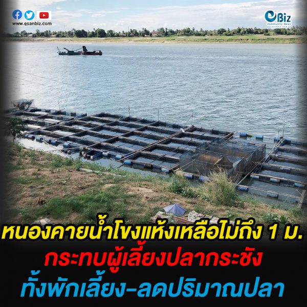 หนองคายน้ำโขงแห้งเหลือไม่ถึง 1 ม. กระทบผู้เลี้ยงปลากระชัง ทั้งพักเลี้ยง-ลดปริมาณปลา