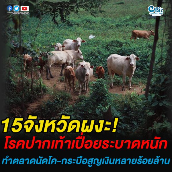 “ปากเท้าเปื่อย” ระบาด 15 จว. รัฐคุมห้ามเคลื่อนย้าย 1 เดือน “ปากเท้าเปื่อย” ระบาด 15 จว. รัฐคุมห้ามเคลื่อนย้าย 1 เดือน