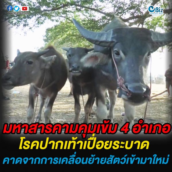สารคามคุมเข้ม 4 อำเภอ   โรคปากเท้าเปื่อยระบาด