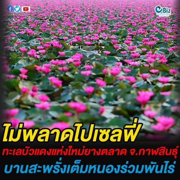 ทะเลบัวแดงแห่งใหม่ในอีสานที่ยางตลาด บานสะพรั่งเต็มหนองร่วมพันไร่