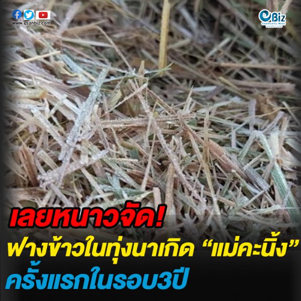 เลยหนาวจัด ฟาวข้าวในทุ่งนาเกิดแม่คะนิ้ง ครั้งแรกในรอบ3ปี