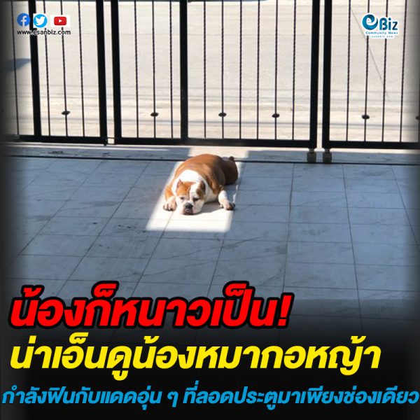เปิดภาพน้องหมาสุดน่ารัก #น้องก็หนาวเป็น! เปิดภาพน้องหมาสุดน่ารัก #น้องก็หนาวเป็น!