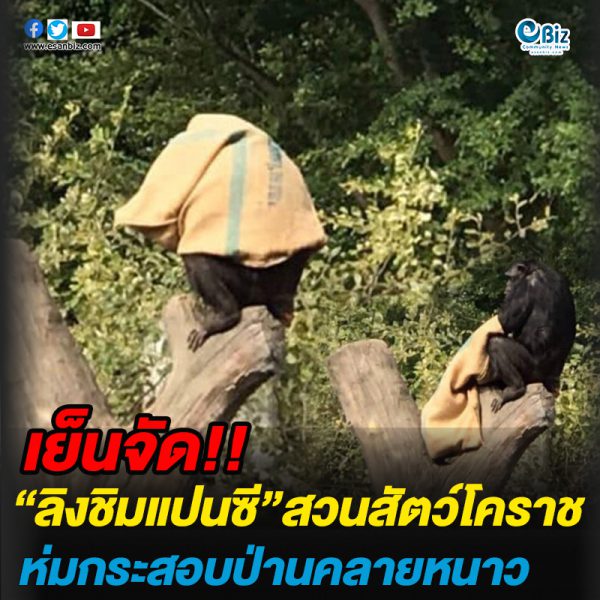 เย็นจัด!ลิงชิมแปนซีสวนสัตว์โคราชห่มกระสอบคลายหนาว