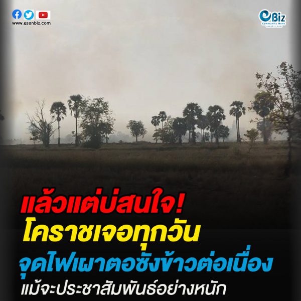 โคราชเจอทุกวัน จุดไฟเผาตอซังข้าวต่อเนื่อง แม้ประชาสัมพันธ์อย่างหนัก