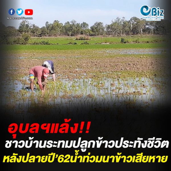 อุบลฯแล้ง ชาวบ้านระทมปลูกข้าวประทังชีวิต