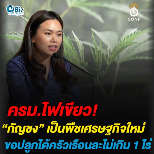 ครม.ไฟเขียว “กัญชง” เป็นพืชเศรษฐกิจใหม่-ขอปลูกได้ครัวเรือนละไม่เกิน 1 ไร่