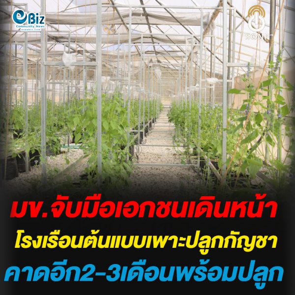 มข.จับมือเอกชนเดินหน้าโรงเรือนต้นแบบเพาะปลูกกัญชา คาดอีก2-3เดือนพร้อมปลูก