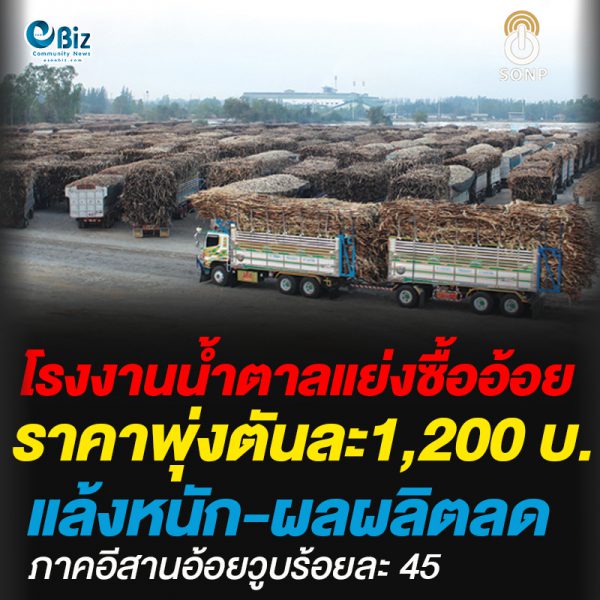 โรงงานน้ำตาลแย่งซื้ออ้อย ราคาพุ่งตันละ 1,200 บ. แล้งหนักผลผลิตลด