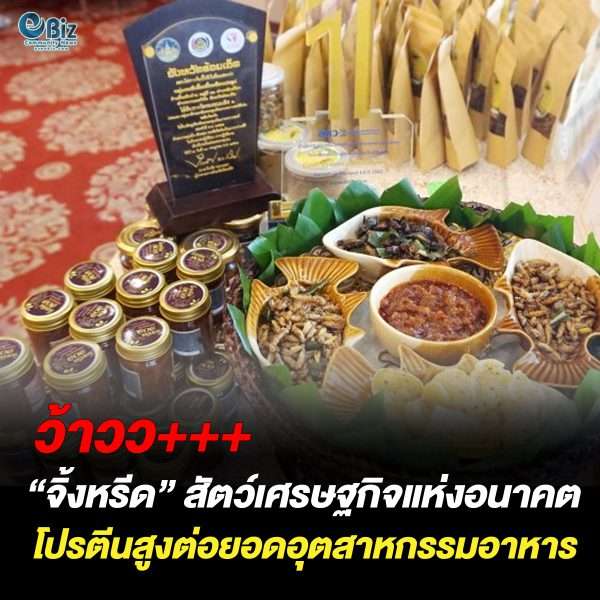 จิ้งหรีด” สัตว์เศรษฐกิจในอนาคต โปรตีนสูง ต่อยอดอุตสาหกรรมอาหาร