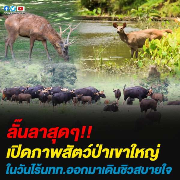 เปิดภาพสัตว์ป่าเขาใหญ่ในวันไร้นทท.ออกมาเดินชิวสบายใจ