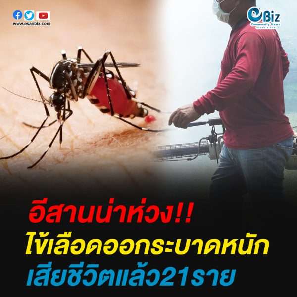 อีสานน่าห่วงไข้เลือดออกระบาดหนักเสียชีวิตแล้ว21ราย
