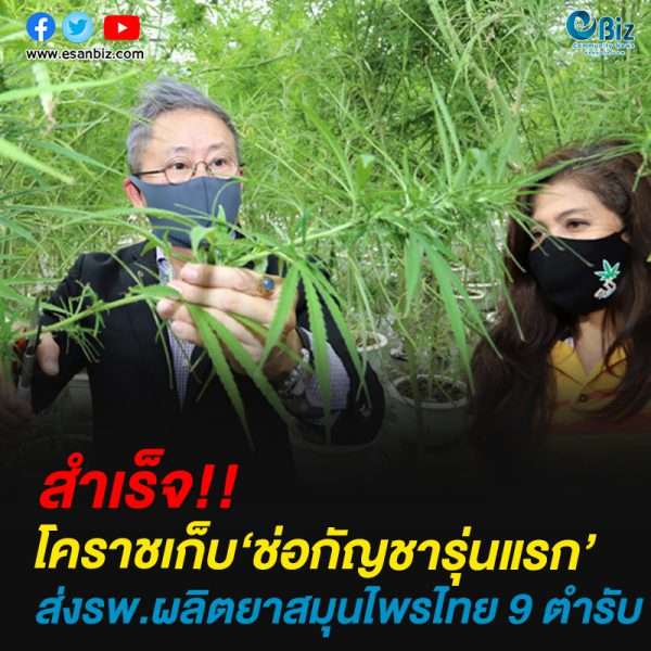 สำเร็จ!!โคราชเก็บ‘ช่อกัญชารุ่นแรก ส่งรพ.ผลิตยาสมุนไพรไทย 9 ตำรับ