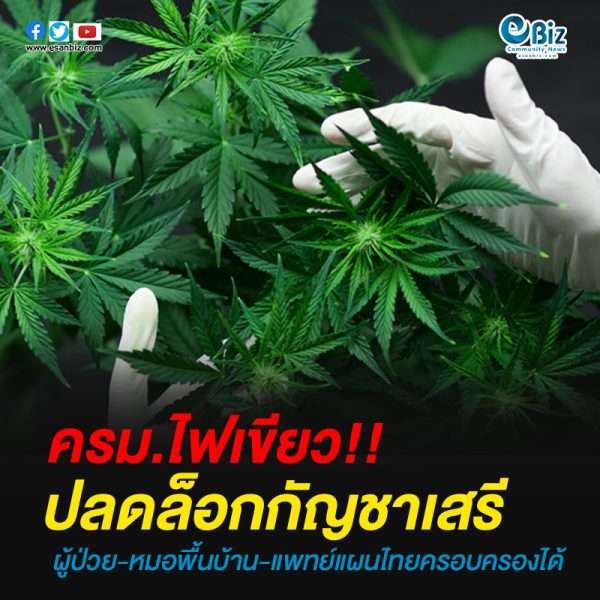 ครม.ไฟเขียว ‘ปลดล็อกกัญชาเสรี’ ผู้ป่วย-หมอพื้นบ้าน-แพทย์แผนไทยครอบครองได้