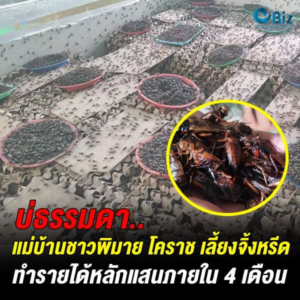 แม่บ้านชาวพิมาย โคราช เลี้ยงจิ้งหรีดแก้จนสู้โควิด