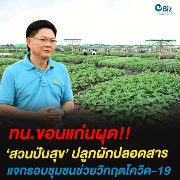 ทน.ขอนแก่นผุด “สวนปันสุข”ปลูกพืชผักปลอดสารพิษ แจกรอบชุมชน ช่วยวิกฤตโควิด-19 