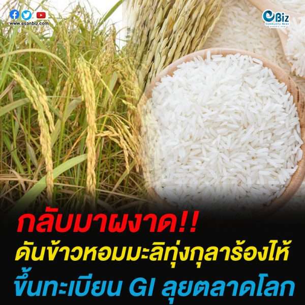 ดันข้าวหอมมะลิทุ่งกุลาร้องไห้ขึ้นทะเบียน GI ลุยตลาดโลก