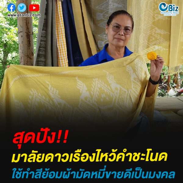 สุดปัง!!มาลัยดาวเรืองไหว้คำชะโนดใช้ทำสีย้อมผ้ามัดหมี่ขายดีเป็นมงคล