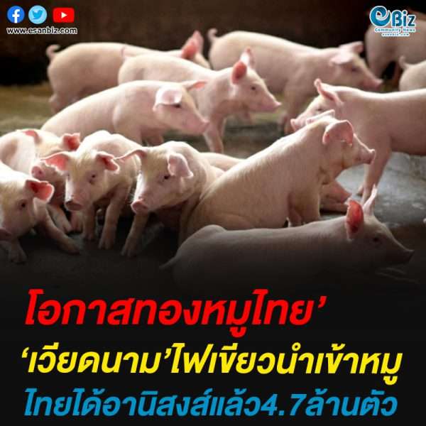 เวียดนามไฟเขียวนำเข้าหมูครั้งประวัติศาสตร์ ไทยได้อานิสงส์แล้ว4.7ล้านตัว