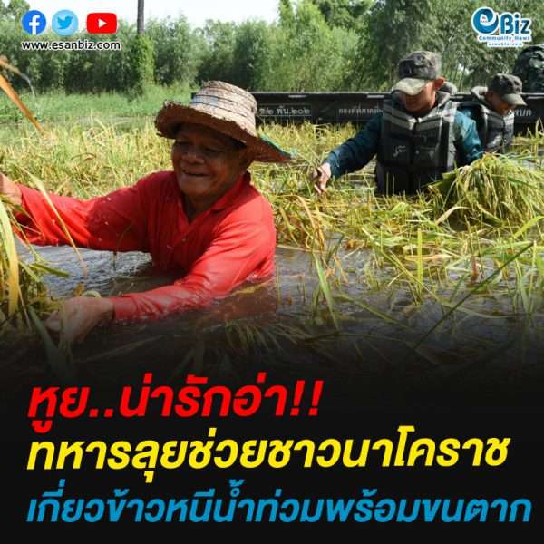 ทหารลุยช่วยชาวนาโคราชเกี่ยวข้าวหนีน้ำท่วมพร้อมขนตาก