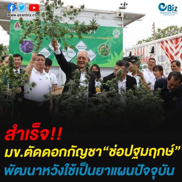ดอกกัญชา “ช่อปฐมฤกษ์” มข.ตัดเพื่อวิจัย พัฒนาหวังใช้เป็นยาแผนปัจจุบัน