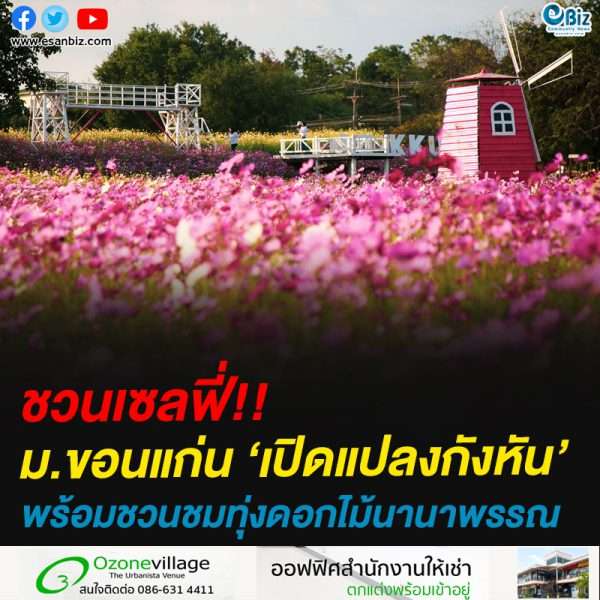 ชวนเซลฟี่!!ม.ขอนแก่น ‘เปิดแปลงกังหัน’พร้อมชวนชมทุ่งดอกไม้นานาพรรณ