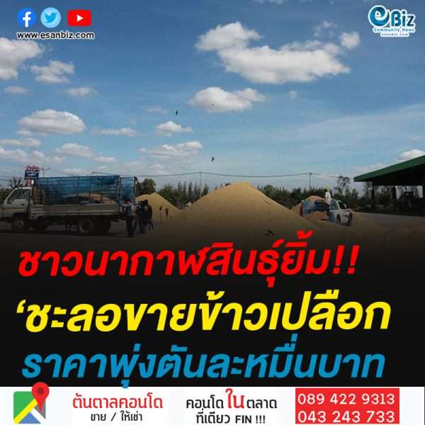 ชาวนากาฬสินธุ์ยิ้ม!!ชะลอขายข้าวเปลือกราคาพุ่งตันละหมื่นบาท
