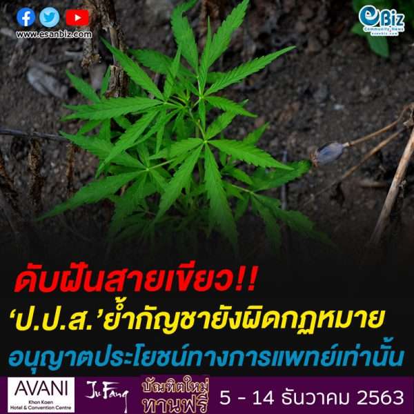 ดับฝันสายเขียว!!ป.ป.ส.’ย้ำกัญชายังผิดกฏหมายอนุญาตประโยชน์ทางการแพทย์เท่านั้น